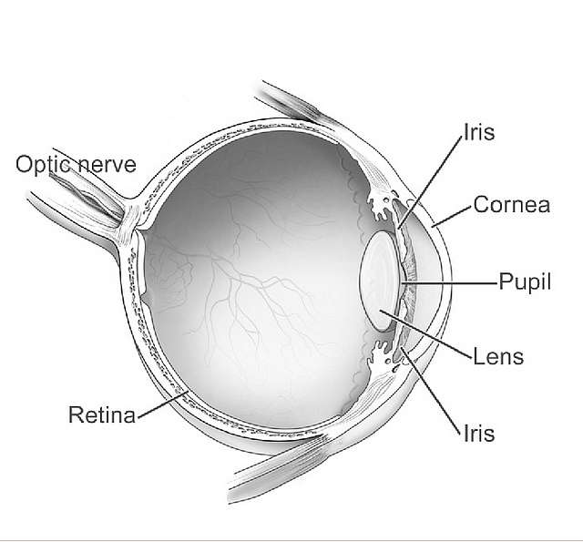 CORNEA