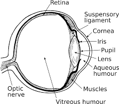 ANATOMY2